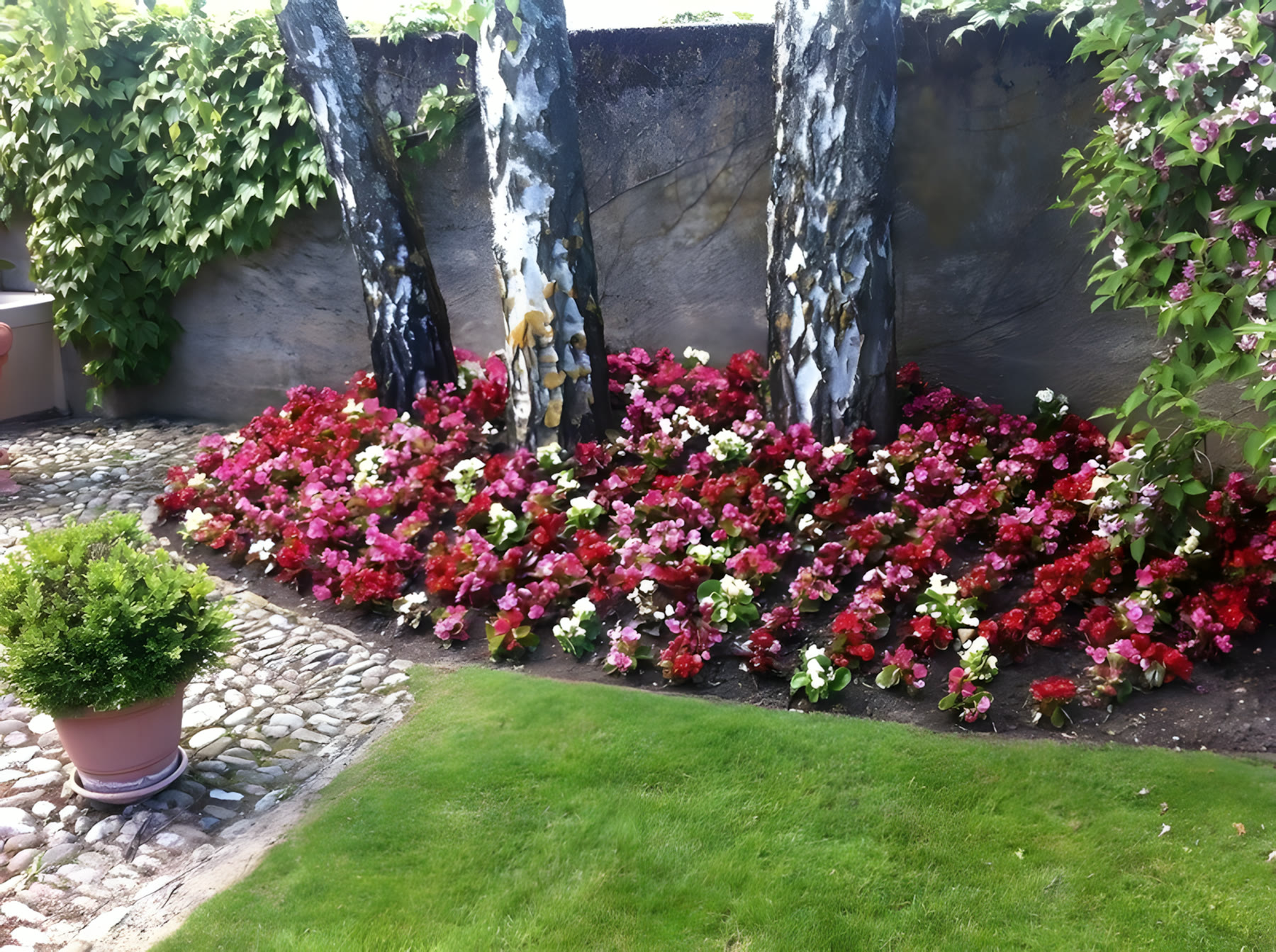 Massif fleuri au pied de bouleaux