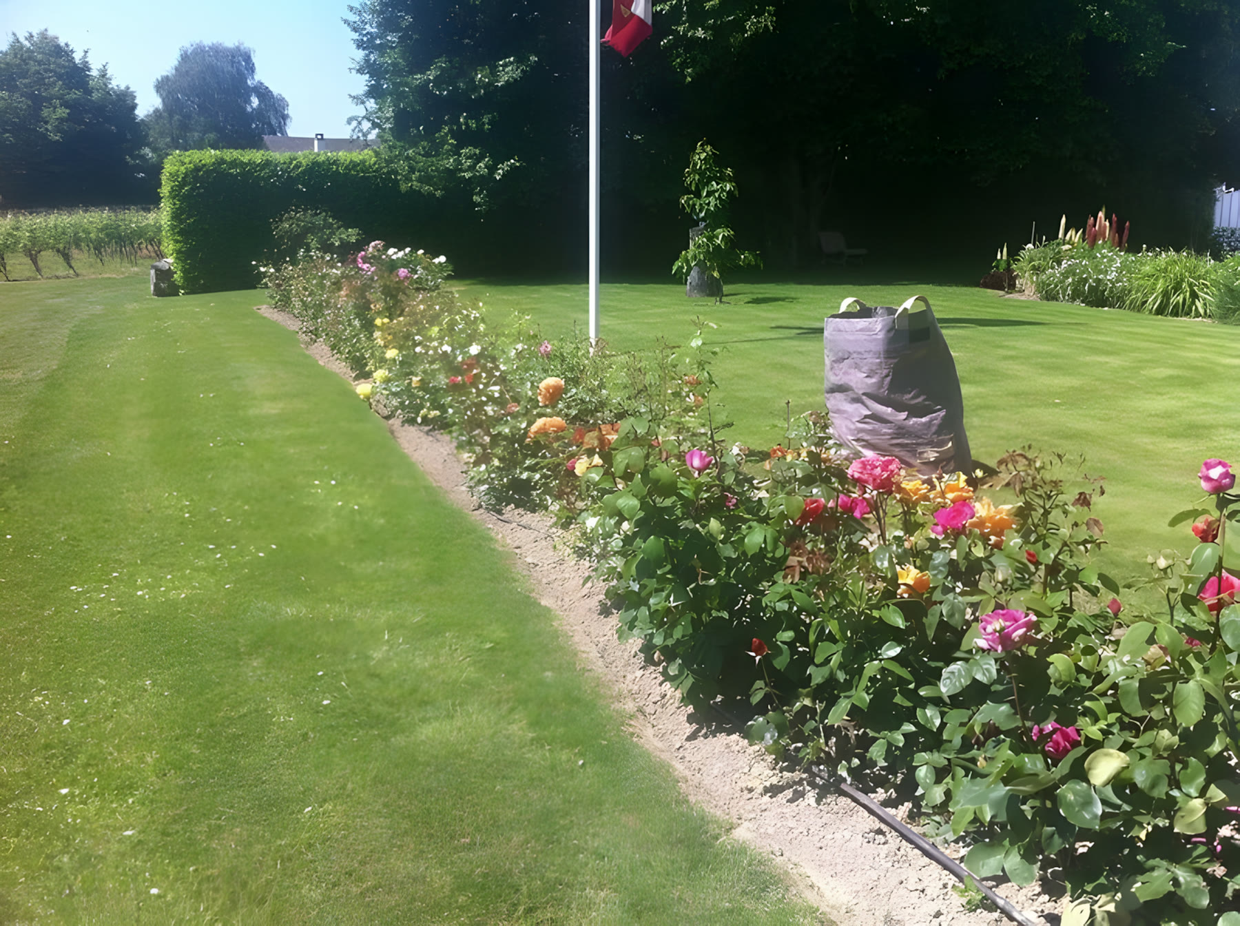 Pelouse et massif de roses